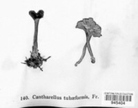 Craterellus tubaeformis image